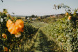 Střední Čechy otevírají sezónu vinobraní Střední Čechy otevírají sezónu vinobraní