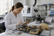 Moderní laboratoře a analýza DNA. Jak vědci určují stáří kostí Moderní laboratoře a analýza DNA. Jak vědci určují stáří kostí