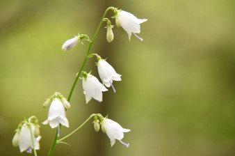 Botanická zahrada PřF UP se podílí na záchraně zvonovce liliolistého