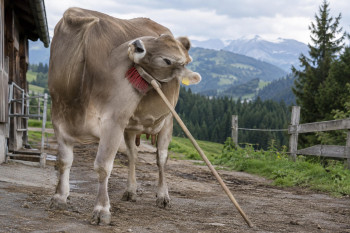 Kráva Veronika používá koště jako víceúčelový nástroj