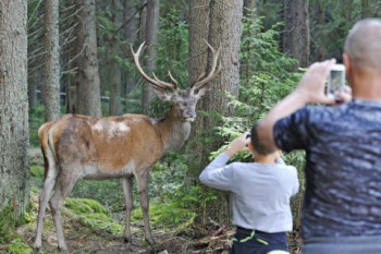 Za skřítky, jeleny i sovami na Šumavu