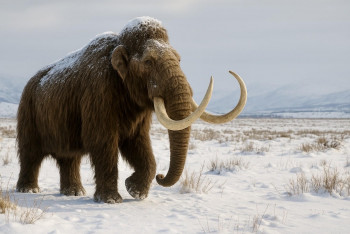 Mamuti se vracejí do vědy. Odvážné projekty mění biologii