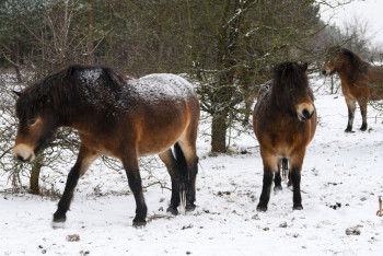 Na Šumavě vzniká nová rezervace divokých koní