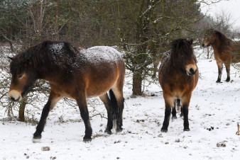 Na Šumavě vzniká nová rezervace divokých koní