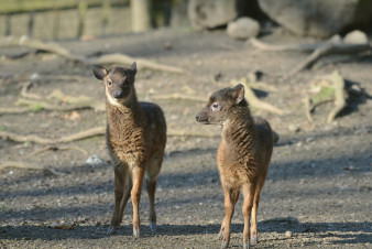 Další odchov v děčínské zoo: Dvojnásobná jelení radost! Další odchov v děčínské zoo: Dvojnásobná jelení radost!