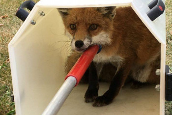 Plzeň přidá tři miliony korun plzeňským zvířecím záchranářům