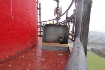 Písek umístil na teplárenské komíny budky pro sokoly Písek umístil na teplárenské komíny budky pro sokoly