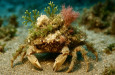 Mistr převleků: Krab dekoraté, co skrývá svou pravou tvář