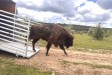 Zubří samice ze Zooparku Chomutov rozšířila chov v milovické rezervaci Zubří samice ze Zooparku Chomutov rozšířila chov v milovické rezervaci