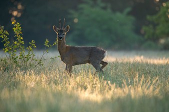 Pardubický kraj pokračuje v podpoře myslivosti i chovatelství