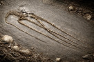 Záhadné fosilie z Číny přepisují dějiny života na Zemi