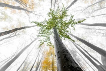 Páté výročí zápisu Jizerskohorských bučin na Seznam UNESCO