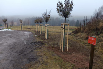 Česká Čermná se pustila do projektu výsadby osmi vzrostlých javorů