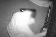 Policisté dopadli dvojici pár minut po vloupání