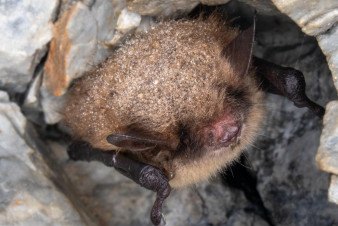 Javoříčští netopýři se probudí 28.března, mladečští letouni 5.dubna
