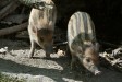 V Zoo Děčín jsou po 14 letech znovu selata vzácných „punkerů“ V Zoo Děčín jsou po 14 letech znovu selata vzácných „punkerů“