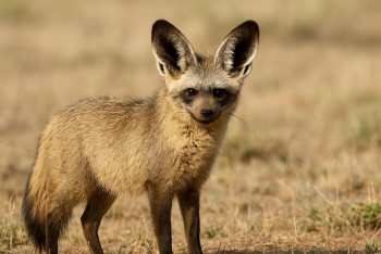 Záhadný přízrak Afriky. Pes hřivnatý děsí a fascinuje zároveň
