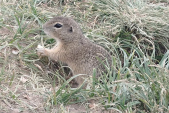 Syslí kolonie na Vysočině se probouzí po zimním spánku