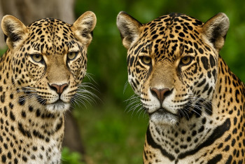 Proč si lidé pletou jaguára a levharta?