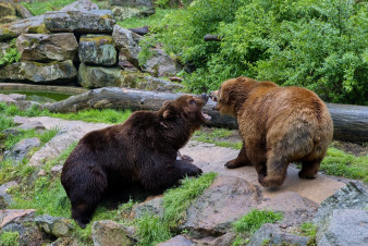 Zoo Děčín bilancuje: Rok 2025 byl třetí nejlepší v historii! Zoo Děčín bilancuje: Rok 2025 byl třetí nejlepší v historii!