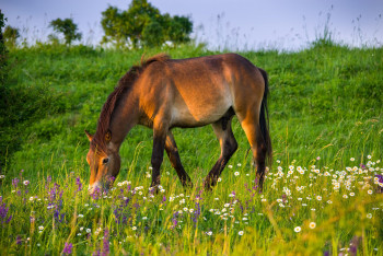 Divocí koně a zubři z Milovic se představí v Evropském parlamentu
