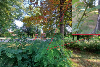 Klimatická změna vytlačuje původní dřeviny z měst Klimatická změna vytlačuje původní dřeviny z měst