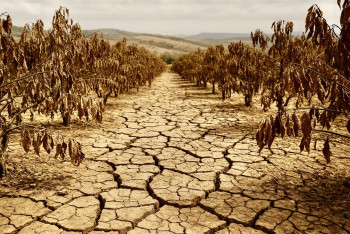 Světová kávová krize. Sucho v Brazílii žene arabiku k rekordům