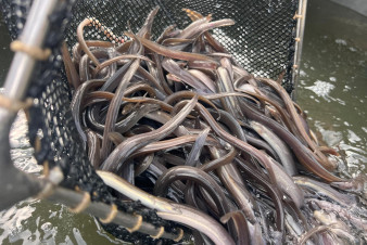 Díky příspěvku kraje vysadí rybáři další tisíce úhořů