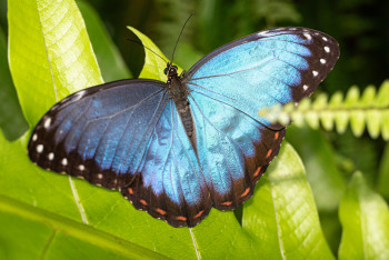 Skleník Fata Morgana se proměnil v tropický motýlí ráj