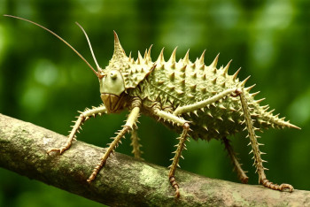 Trnitý ďábel rohatý: Ostnatý vládce amazonského pralesa Trnitý ďábel rohatý: Ostnatý vládce amazonského pralesa