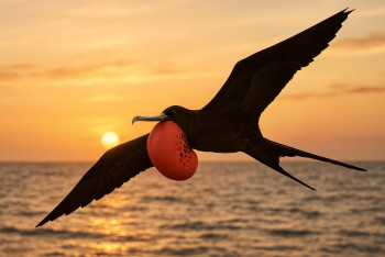 Fregatka vznešená: akrobat tropických větrů s roční péčí o mládě