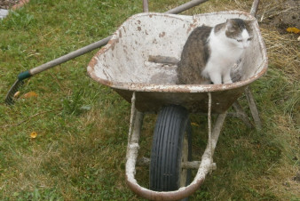 V březnu se v Písku budou odchytávat a kastrovat toulavé kočky