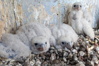 Sokolí farma Skupiny ČEZ: Letos se do světa rozletí 22 mláďat