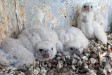 Sokolí farma Skupiny ČEZ: Letos se do světa rozletí 22 mláďat Sokolí farma Skupiny ČEZ: Letos se do světa rozletí 22 mláďat