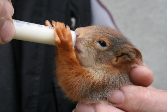 Olomoucký kraj zvýšil podporu záchranných stanic pro zvířata Olomoucký kraj zvýšil podporu záchranných stanic pro zvířata