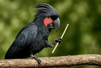 Kakadu arový: černý gigant s bubnováním a ohromným zobákem