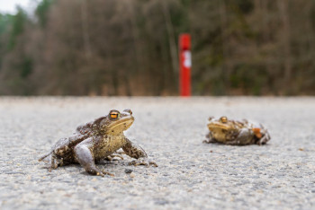 Obojživelníci se v Libereckém kraji opět dostanou k rybníkům bezpečně