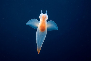 Valovka severní: „mořský anděl“ severních oceánů