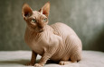 Naháč, který okouzlí i alergiky: Sphynx není jen kočka bez srsti