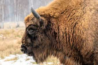 Zubři na Ústecku získali od veřejnosti již čtvrtinu potřebné částky