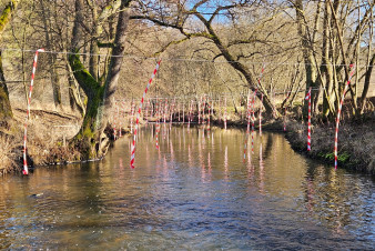 Jaký vliv mají kormoráni na úbytek ryb?