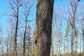 Staré stromy v plzeňských lesích dají život mnoha dalším organismům