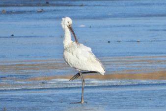 Kolpík bílý a labuť zpěvná zimují na střední Moravě