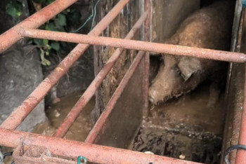 Odebrání týraných prasat ze zcela nevhodných podmínek na Turnovsku