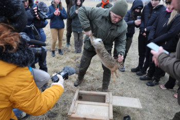 Jihočeský kraj chce snížit riziko střetů zvěře se silniční dopravou