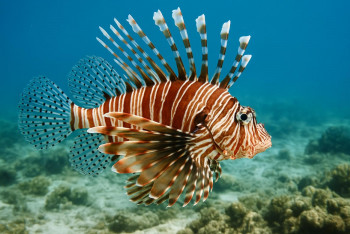 Perutýn ohnivý: nádherný zabiják, který dobývá oceány