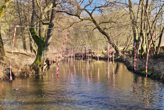 Jaký vliv mají kormoráni na úbytek ryb?