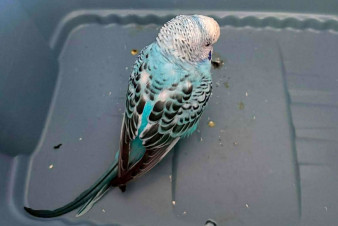 Malý letec nouzově přistál, na záchranu vyrazila hlídka městské policie